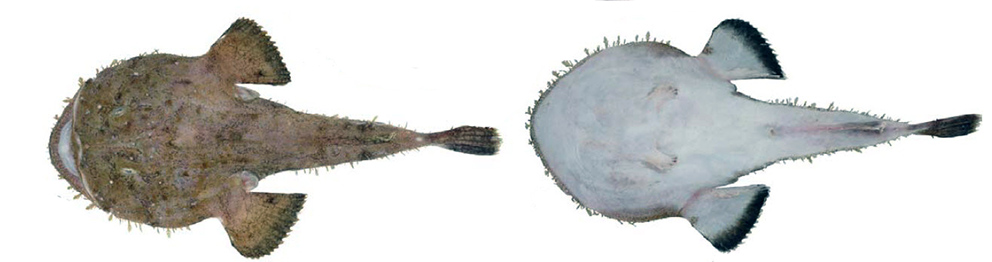 Lophius piscatorius_02.jpg